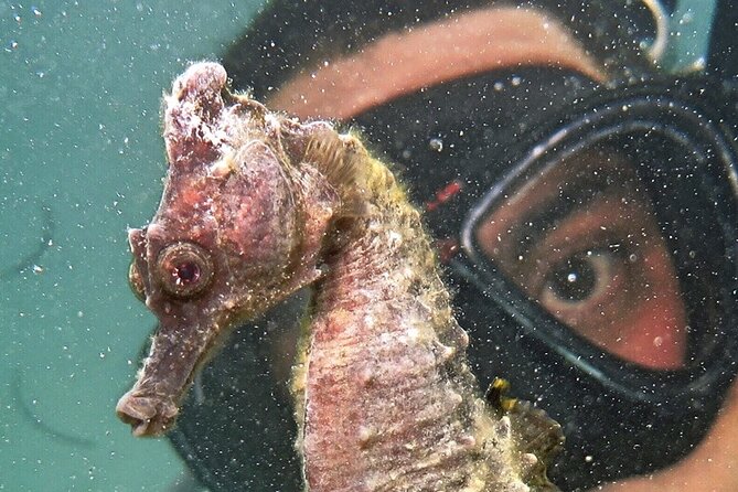 Discover Scuba Diving in San Juan - Your 45 Minutes Underwater in the Protected Bay