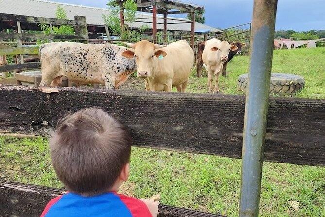 Eco Friendly Farming Tour to Explore Dorado's Most Beautiful Farm - The Giant Grass Maze, fun walking after your farm lesson