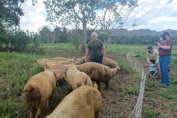 Eco Friendly Farming Tour to Explore Dorado's Most Beautiful Farm - Timing, group size, and family fit at Finca Pastoreo