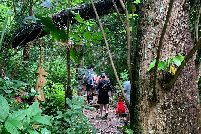 El Yunque National Forest and Luquillo Beach Tour - How this El Yunque plus Luquillo combo works