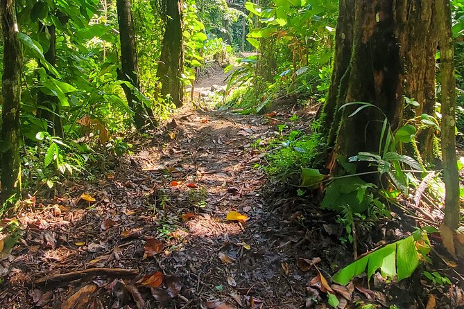 El Yunque National Rainforest and Luquillo Beach Tour - Price and Value: Is $79 Worth It?