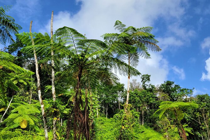 El Yunque Rainforest and Luquillo Kiosk Day Trip - Guide Energy Matters: Marlon, Lilo, and Jean Influence the Day