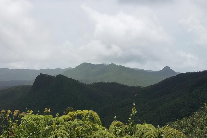 El Yunque Rainforest Full Day Private Tour - Tickets, inclusions, and why the price can make sense