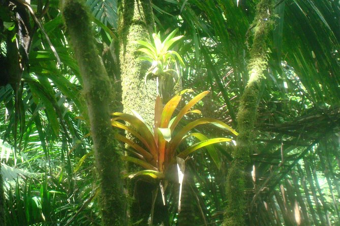El Yunque Rainforest Full Day Private Tour - El Yunque National Forest: where the day really happens