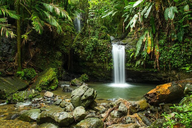 El Yunque Rainforest Guided Tour - Guide Impact: The Difference Between Seeing and Understanding