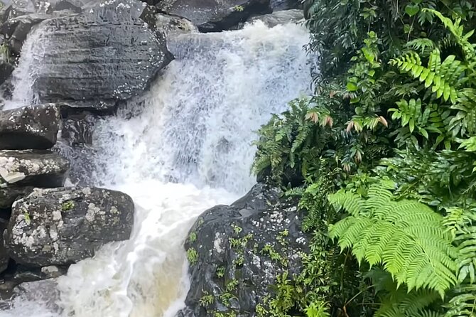 El Yunque Rainforest Hike with Transport from San Juan - San Juan to El Yunque, with Transport Already Solved