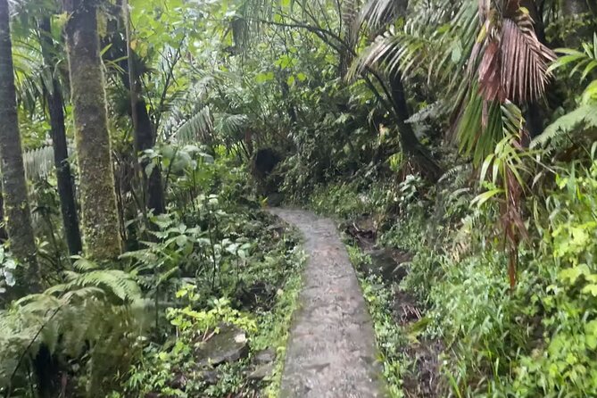 El Yunque Rainforest Hike with Transport from San Juan - Your Small-Group Day Plan: Rainforest Trail to Mt Britton
