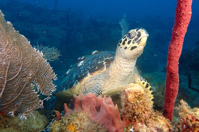 Experience Scuba Diving / NO certification Needed - Key Things I’d Bet You’ll Care About