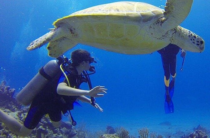 Experience Scuba Diving / NO certification Needed - Your Time In The Water: Skills First, Then Reef Wildlife
