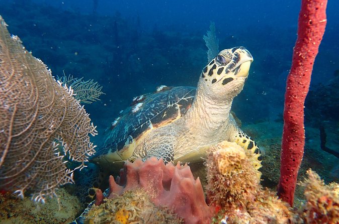 Experience Scuba Diving / NO certification Needed - Weather Reality: Shore Plans Can Change