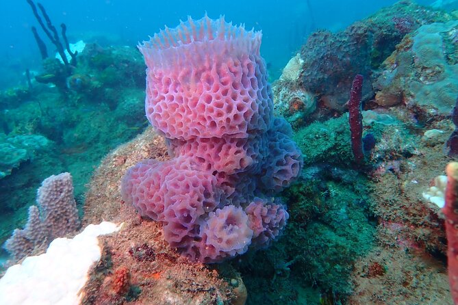 Experience Scuba Diving / NO certification Needed - Meeting Point And The Beach-Entry Plan (Plus The Location Switch)