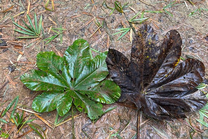 Explore El Yunque: Hiking, Swings & Waterslide (Small Group) - Snacks, Photos, and the Little Things That Make It a Real Trip