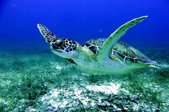 Fajardo Afternoon Snorkeling Adventure Tour - Key things I’d pin to the top