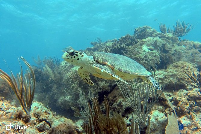 Fajardo Afternoon Snorkeling Adventure Tour - Fajardo in the afternoon: why this snorkeling plan works