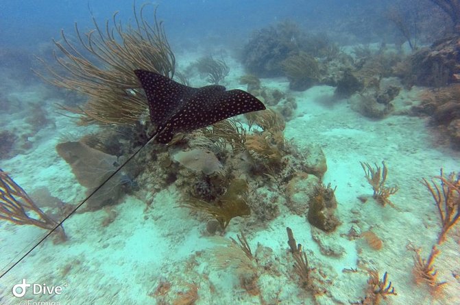 Fajardo Afternoon Snorkeling Adventure Tour - The “snorkel then beach” flow: snacks, drinks, and downtime