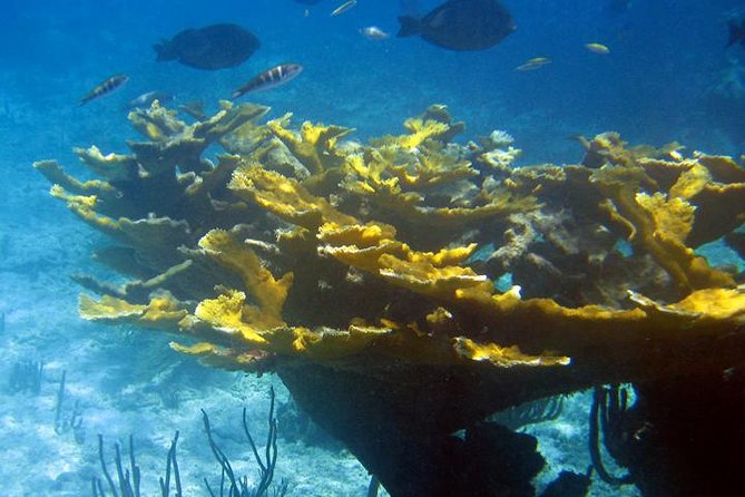 Fajardo Afternoon Snorkeling Adventure Tour - Who should book this (and who should skip it)