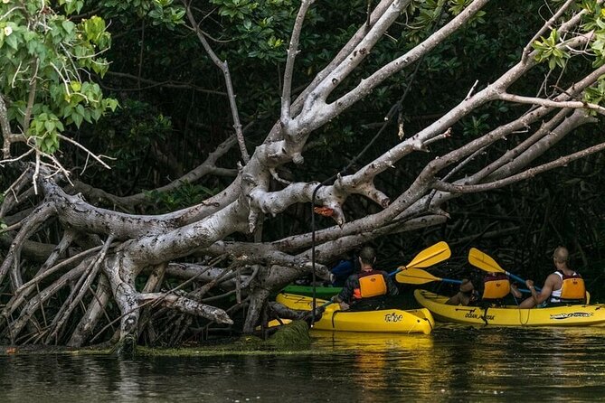 Fajardo Bioluminescent Bay Night Kayak Adventure from San Juan - Bioluminescent Bay in Fajardo: What You Should Expect to See