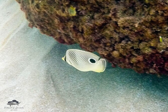Fajardo, Puerto Rico: Morning Snorkeling Beach Tour - On-board lunch and drinks: the vibe stays relaxed