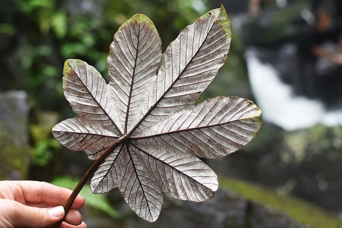From San Juan: El Yunque Rainforest Hiking Adventure - Stop 1 in El Yunque: River wading, bamboo trails, and first waterfall pools