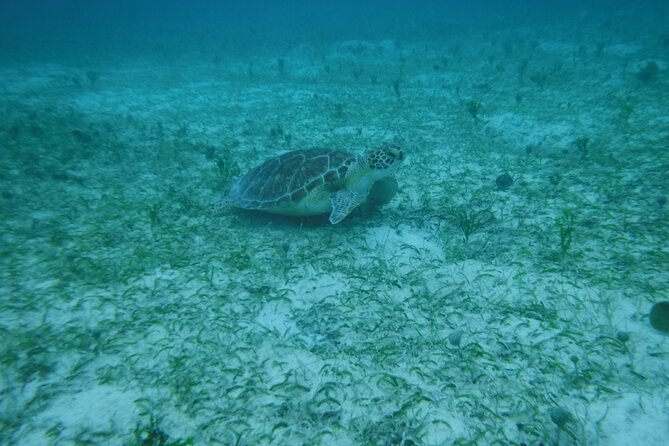 Full Day Charter from Fajardo to Culebra - Snorkeling near Playa Tortuga for real reef time