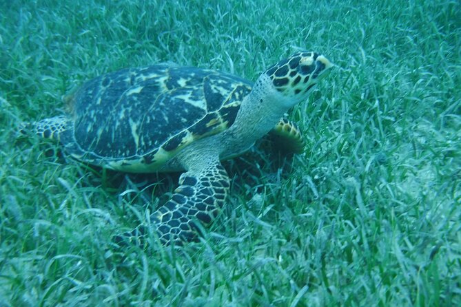 Full Day Charter from Fajardo to Culebra - Honeymoon Beach and the anchored shore experience
