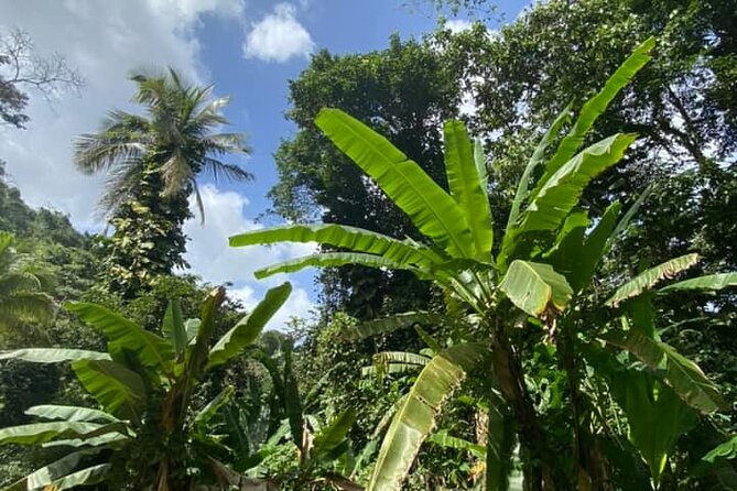 Full Day Eastern Island Tour - El Yunque Rainforest Context, Including Coquí Possibilities