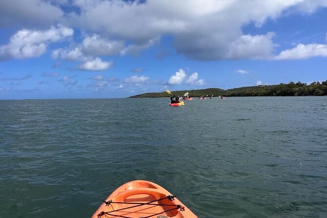 Full-Day Kayak Adventure – Explore Fajardo’s Crystal-Clear Waters - Marine life viewing: what you can look for without overthinking it
