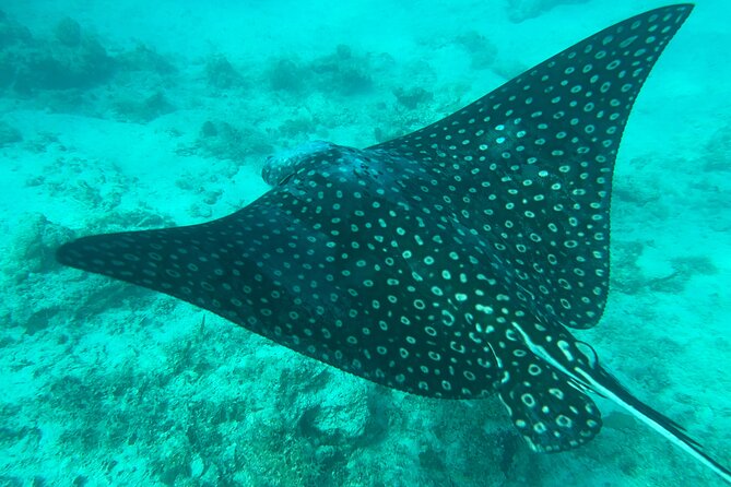 Full-Day Snorkeling Gear Rental in Puerto Rico - Timing, What to Bring, and How to Avoid a Crummy Day