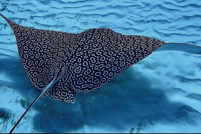 Full-Day Snorkeling Tour to Culebra Island with Lunch - Price and value: why $168.37 can make sense or not