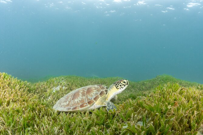 Get SCUBA Certified at San Juan - The PADI Open Water Course, Done in a 2-Day Format