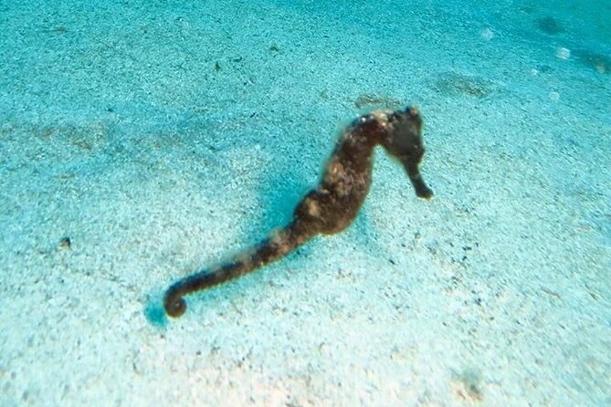 Get SCUBA Certified at San Juan - Underwater Highlights at Escambrón Marine Park