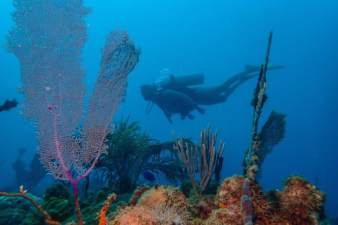 Guided Coral Reef Scuba Tour / 1 tank (Certified Divers Only) - Key things that make this tour worth your time