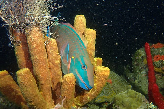 Guided Coral Reef Scuba Tour / 1 tank (Certified Divers Only) - Rincón Coral Reef Time: What You Get From a 1-Tank Session