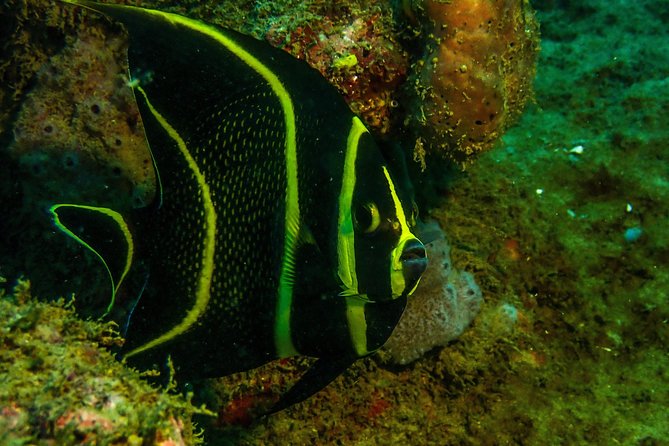 Guided Coral Reef Scuba Tour / 1 tank (Certified Divers Only) - Getting Into the Water: Beach Entry, Group Size, and Coaching