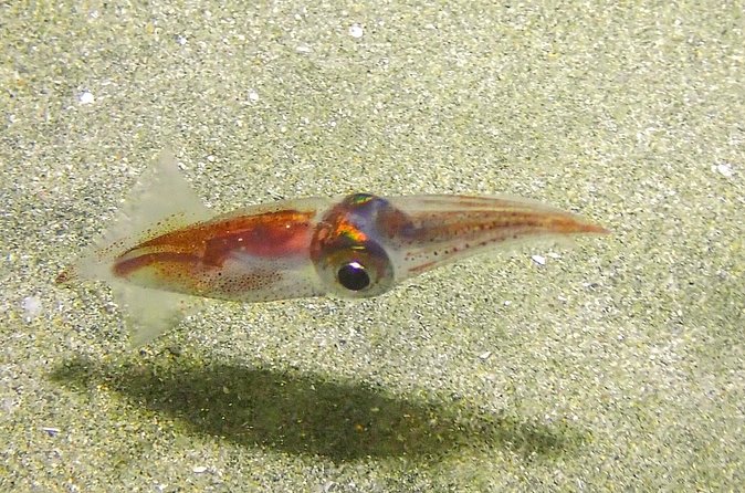Guided Coral Reef Scuba Tour / 1 tank (Certified Divers Only) - What You’ll See Underwater: Coral, Sea Turtles, and Macro-Friendly Spots