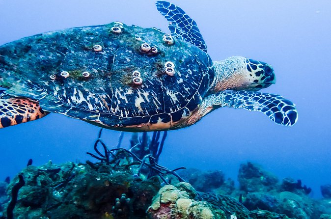 Guided Coral Reef Scuba Tour / 1 tank (Certified Divers Only) - Upgrade to a 2-Tank Option: When It’s Worth the Extra Time