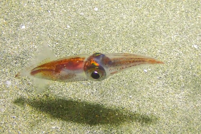 Guided Coral Reef Scuba Tour / 1 tank (Certified Divers Only) - Price and Value: Why $73.00 Can Feel Like a Bargain