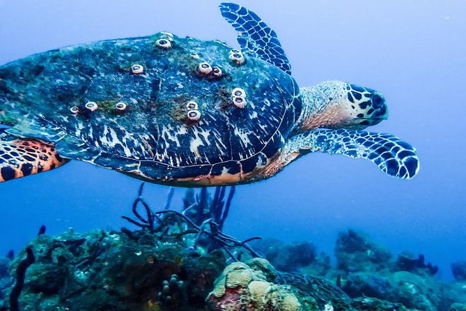 Guided Coral Reef Scuba Tour / 1 tank (Certified Divers Only) - Where You Meet at 2932 Cll 10, Rincón, and How the Timing Works