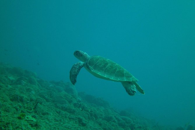 Guided Coral Reef Snorkeling Tour - Steps Beach Tres Palmas, the shore entry that keeps it simple