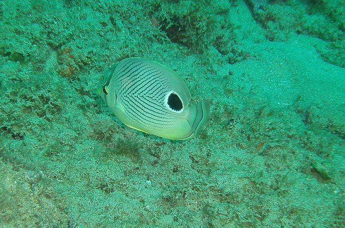 Guided Coral Reef Snorkeling Tour - Gear is included, but your comfort still depends on setup