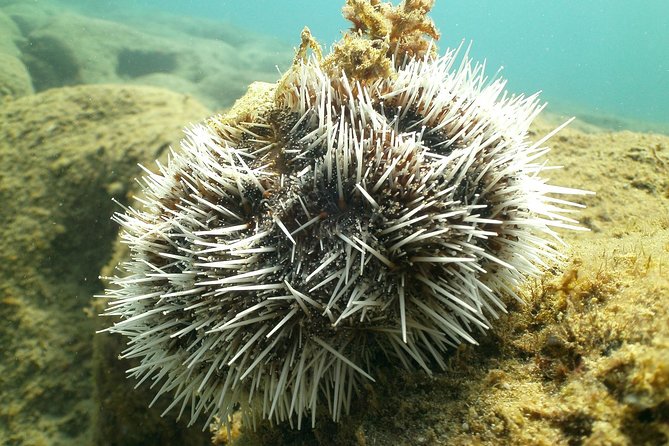 Guided Coral Reef Snorkeling Tour - Price and timing: is $49.99 a good value?