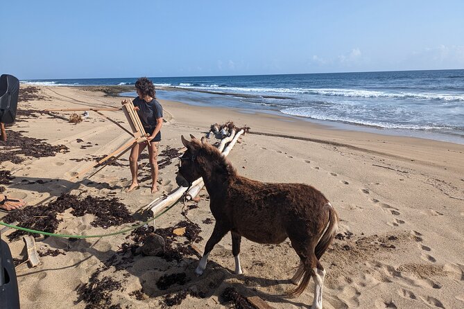 Guided Hike with Miniature Donkeys to a Secluded Beach - Key things that make this hike special
