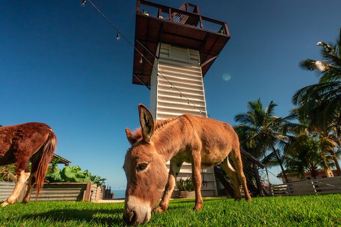 Guided Hike with Miniature Donkeys to a Secluded Beach - Playa Princesa: tidepools, dunes, and shell searching time