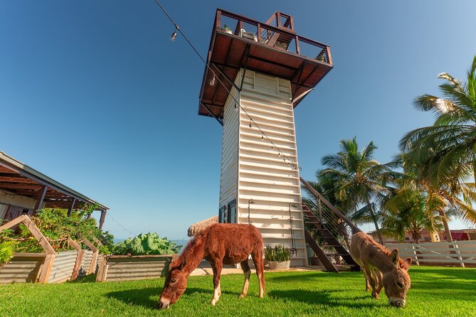 Guided Hike with Miniature Donkeys to a Secluded Beach - Miniature donkeys on a beach day, not a petting zoo