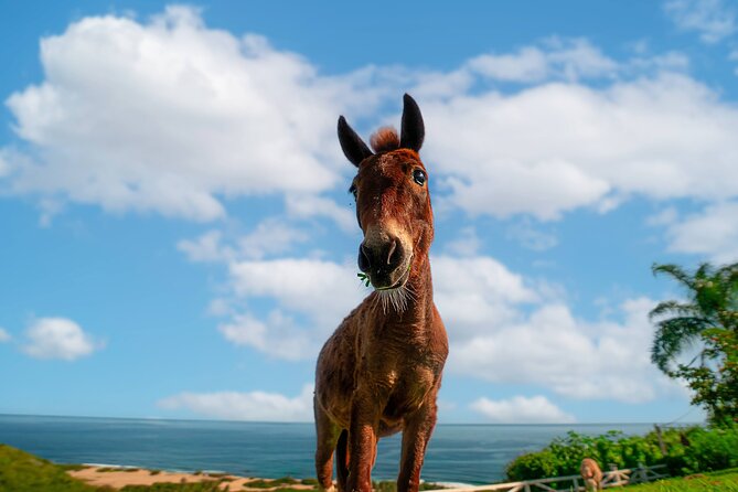 Guided Hike with Miniature Donkeys to a Secluded Beach - What you should bring (because bottled water is not included)