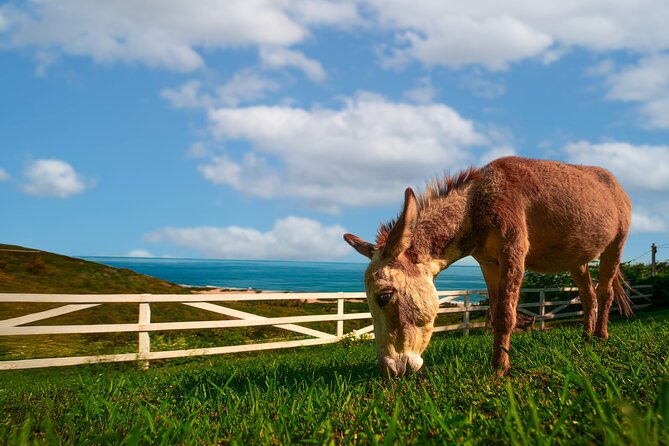 Guided Hike with Miniature Donkeys to a Secluded Beach - Who should book this hike (and who might want a different day)