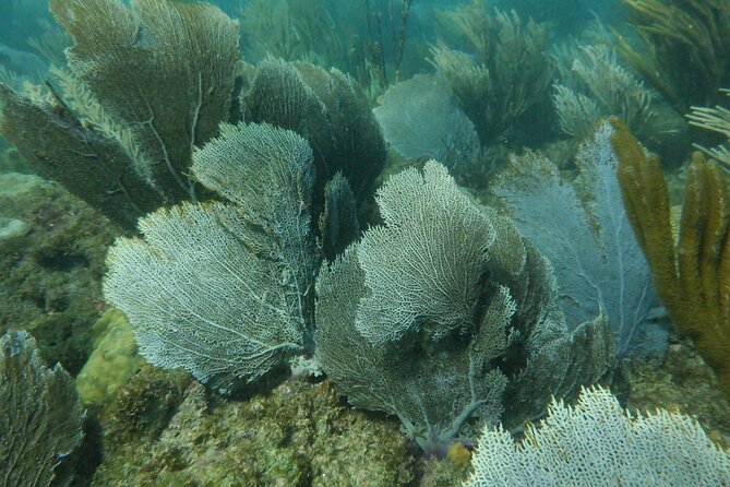 Guided Shore Diving Tour - Safety and skill level: the calm, structured kind of experience