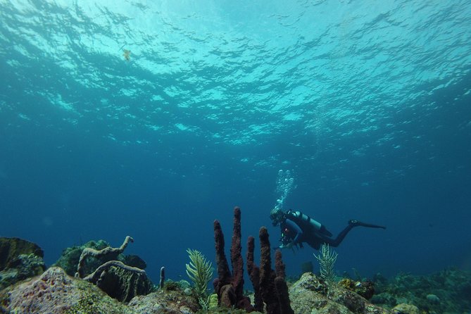 Guided Shore Diving Tour - Weather, visibility, and the “plan might change” part