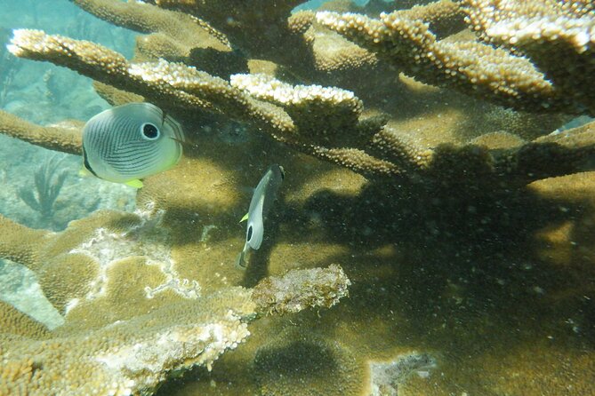 Guided Shore Diving Tour - Should you book this shore scuba tour?