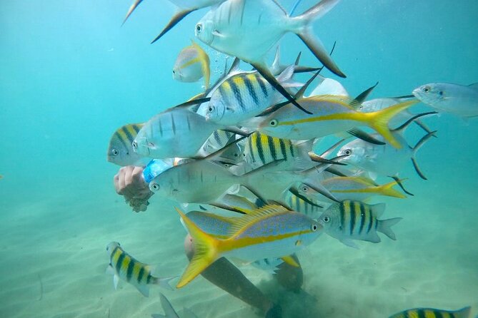 Guided Snorkeling adventure in San Juan - Quick hits before you go